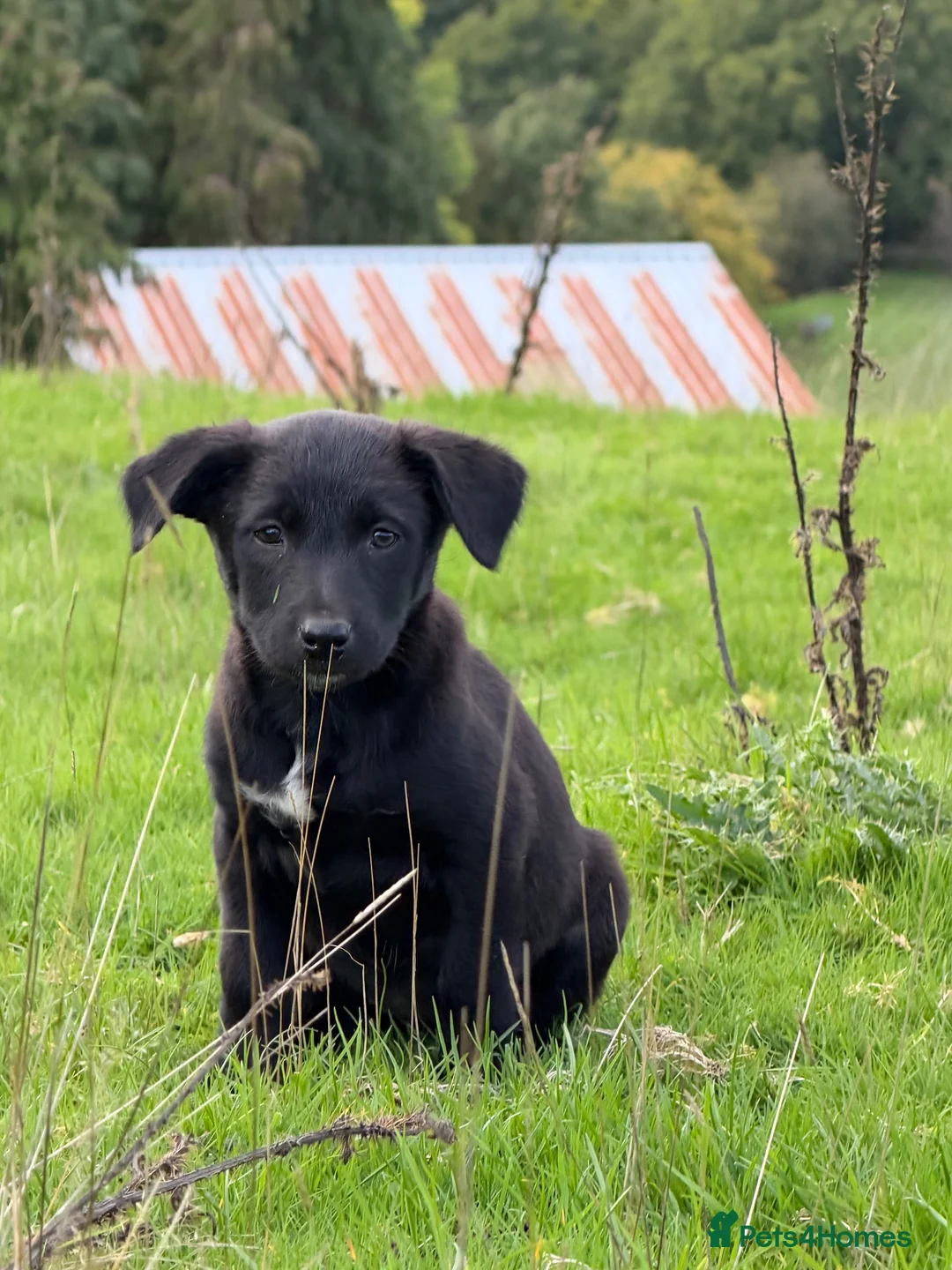 Mixed Breed dogs for sale: 6 kelpie cross collie pups  in Llandrindod Wells - Advert 2