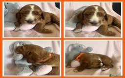 Irish Doodle dogs for sale: Gorgeous Miniature F1 Irish Doodles - Image 16