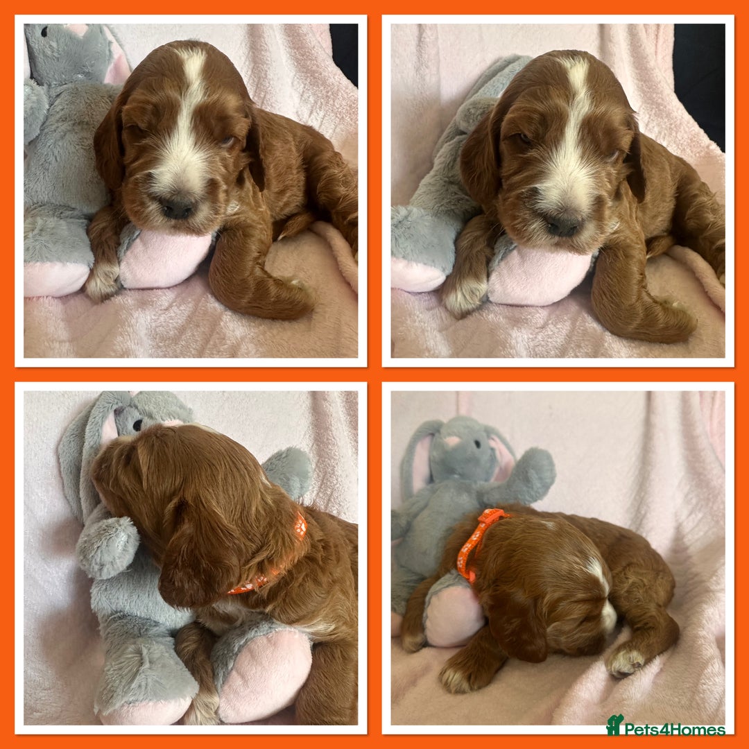 Irish Doodle dogs for sale: Gorgeous Miniature F1 Irish Doodles - Image 16