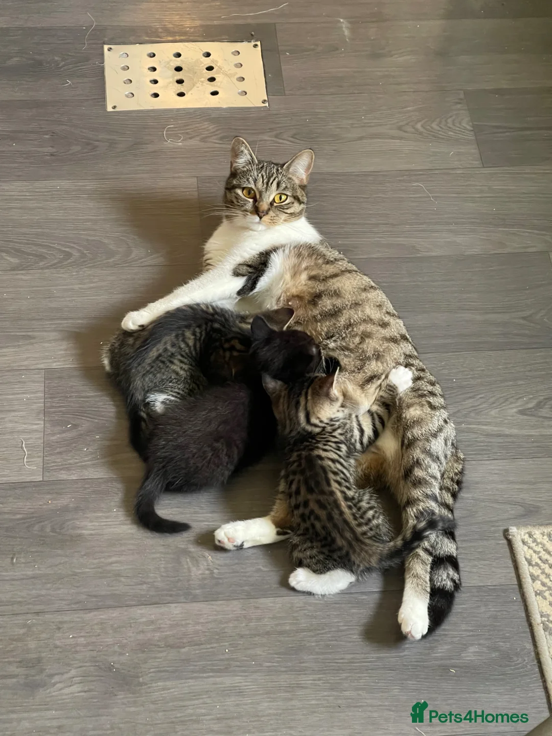 Mixed Breed cats for sale: Kittens for sale in Tewkesbury - Advert 1