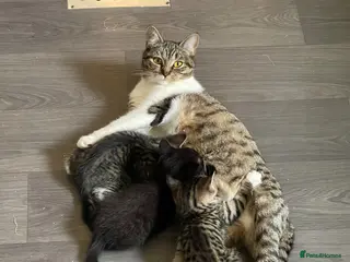 Mixed Breed cats Kittens for sale - Advert 2