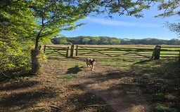 German Shepherd dogs for sale: Looking for forever home - Image 4