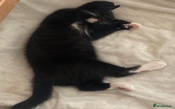 Mixed Breed cats for sale: Black & white kittens need their forever homes - Image 4