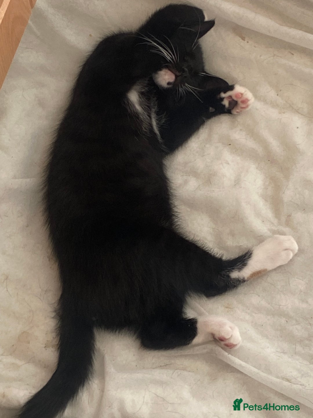 Mixed Breed cats for sale: Black & white kittens need their forever homes - Image 4