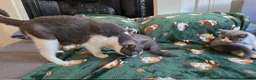 British Shorthair cats for sale: Beautiful British Shorthair kittens - Advert 9