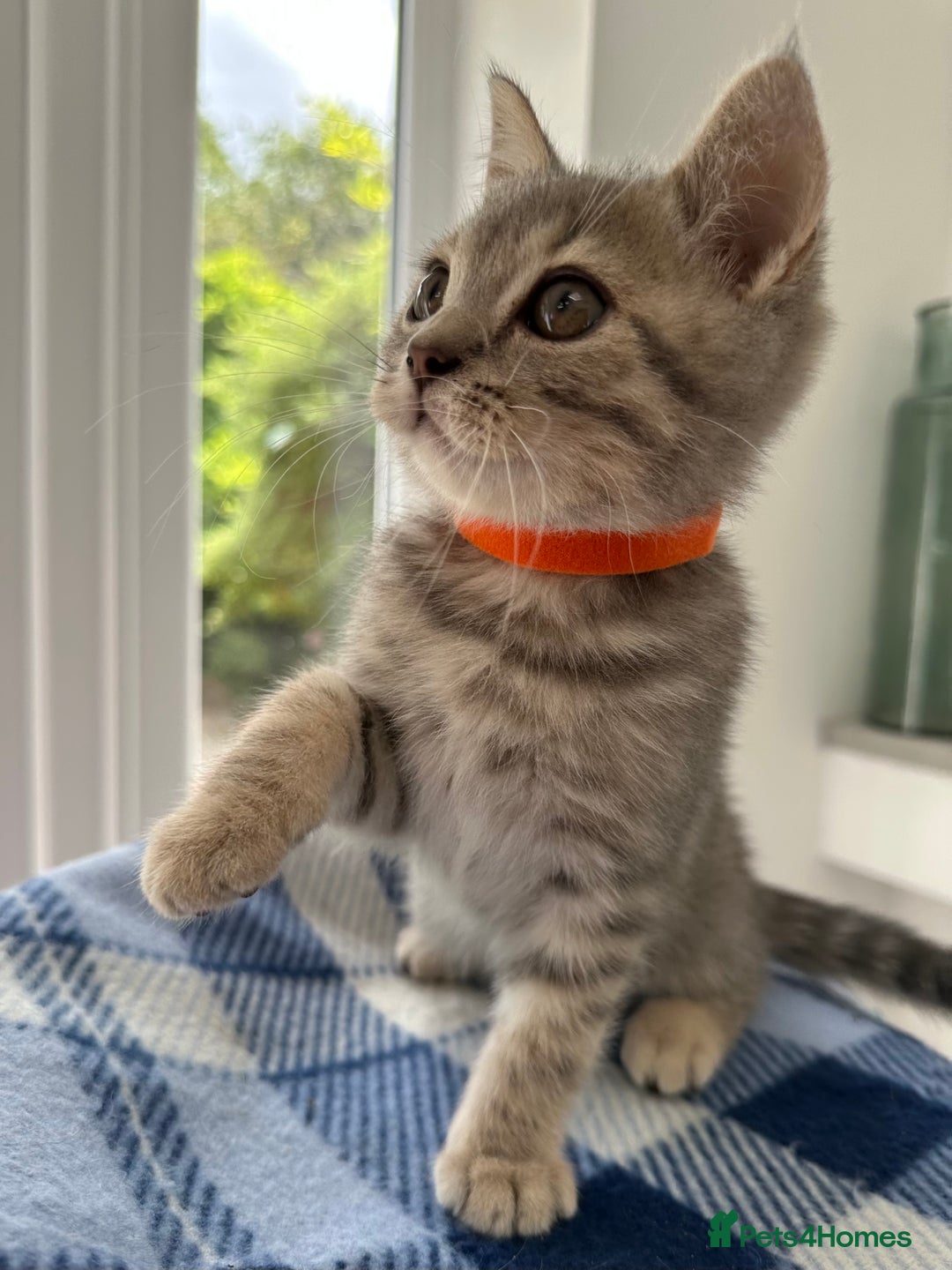 British Shorthair cats for sale: Purebred British Shorthair Grey Stripe Kittens - Image 10