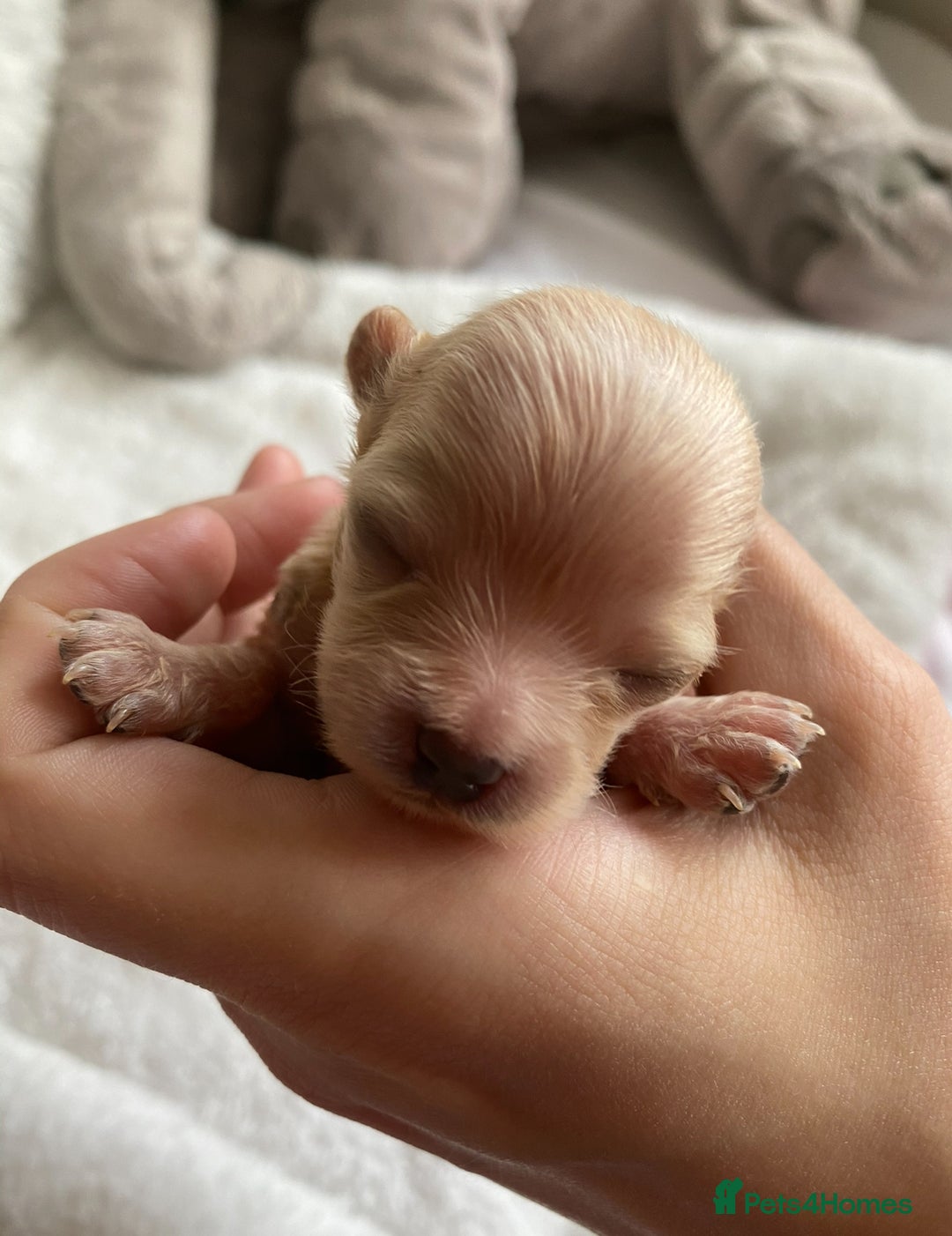 Maltipoo dogs for sale: *** Tiny Korean Maltipoo Babies *** - Image 5