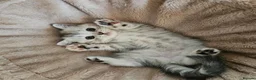 Scottish Fold cats for sale: Adorable Scottish Fold Straight Ear Kittens  - Advert 17