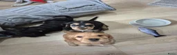 Cocker Spaniel dogs for sale: ​Gorgeous Cocker Spaniel Puppies Sna health tested - Advert 15