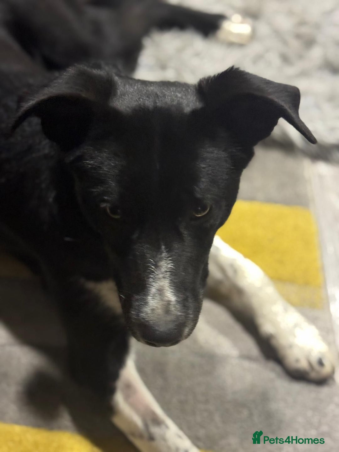 Mixed Breed dogs for adoption: Gorgeous Maylo looking for love - Advert 16