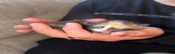 British Longhair cats for sale: Beautiful long haired kittens for sale - Advert 8