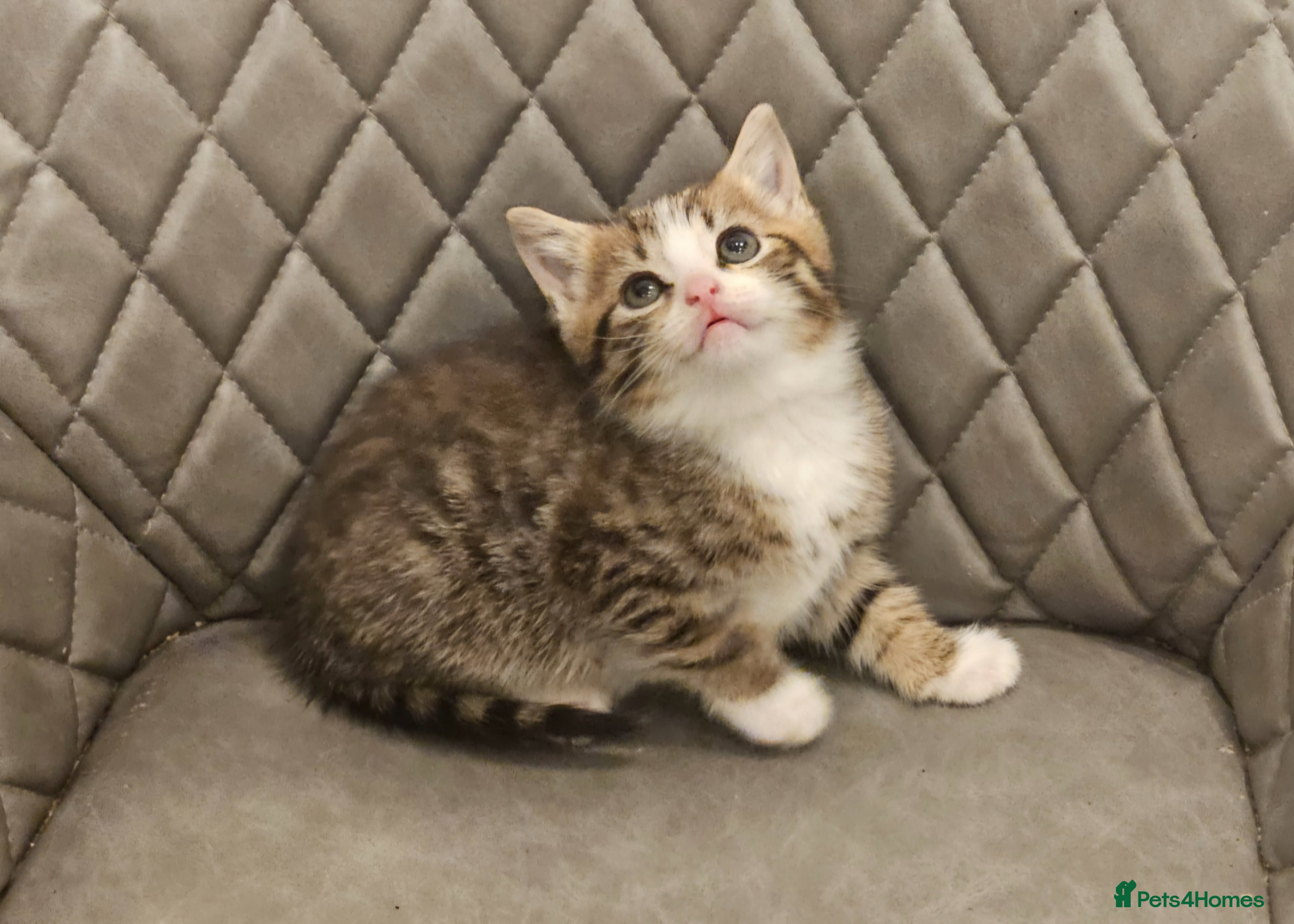 Mixed Breed cats Beautiful mixed Bengal kitten - Advert 1