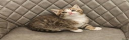 Mixed Breed cats for sale: Beautiful mixed Bengal kitten - Advert 1