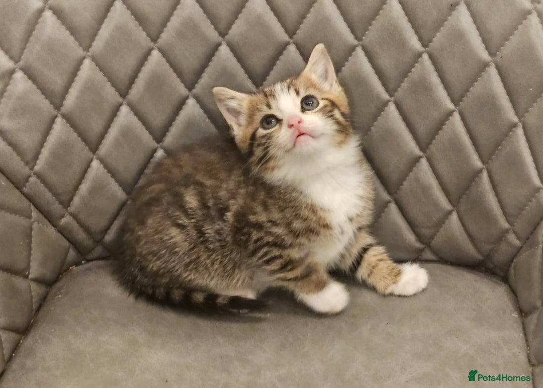 Mixed Breed cats for sale: Beautiful mixed Bengal kitten - Advert 1