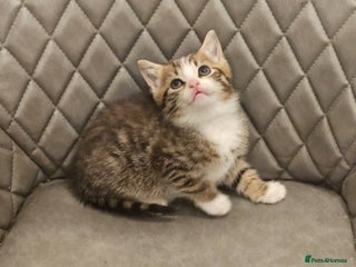 Mixed Breed cats Beautiful mixed Bengal kitten - Advert 2