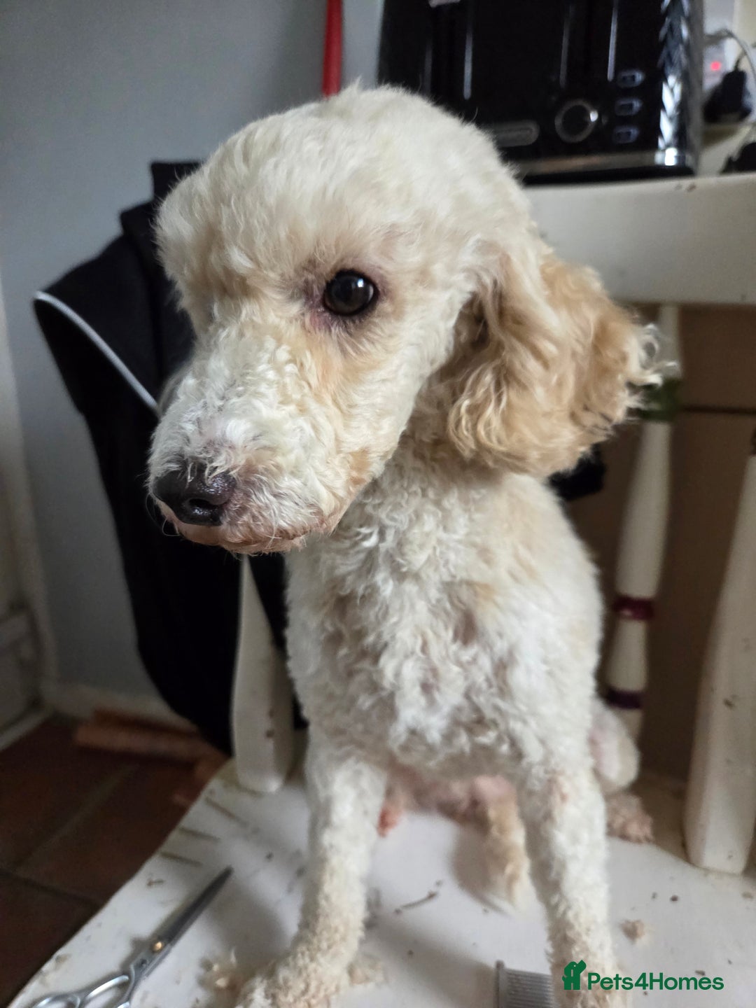 Miniature Poodle dogs for sale: 🩷 Miniture poodle girl 🩷 - Image 4