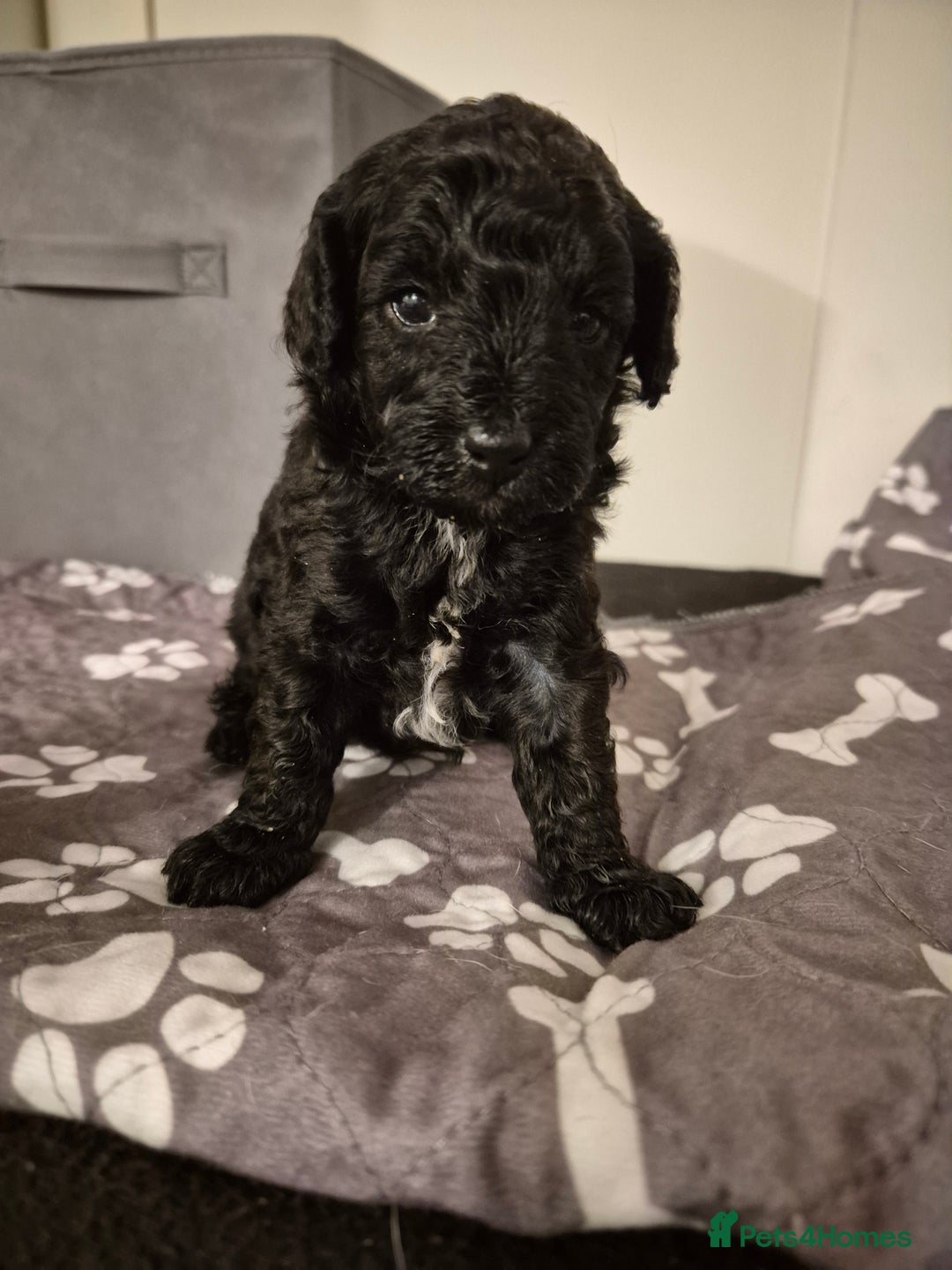Miniature Poodle dogs for sale: All have been reserved! miniature poodle left - Advert 6