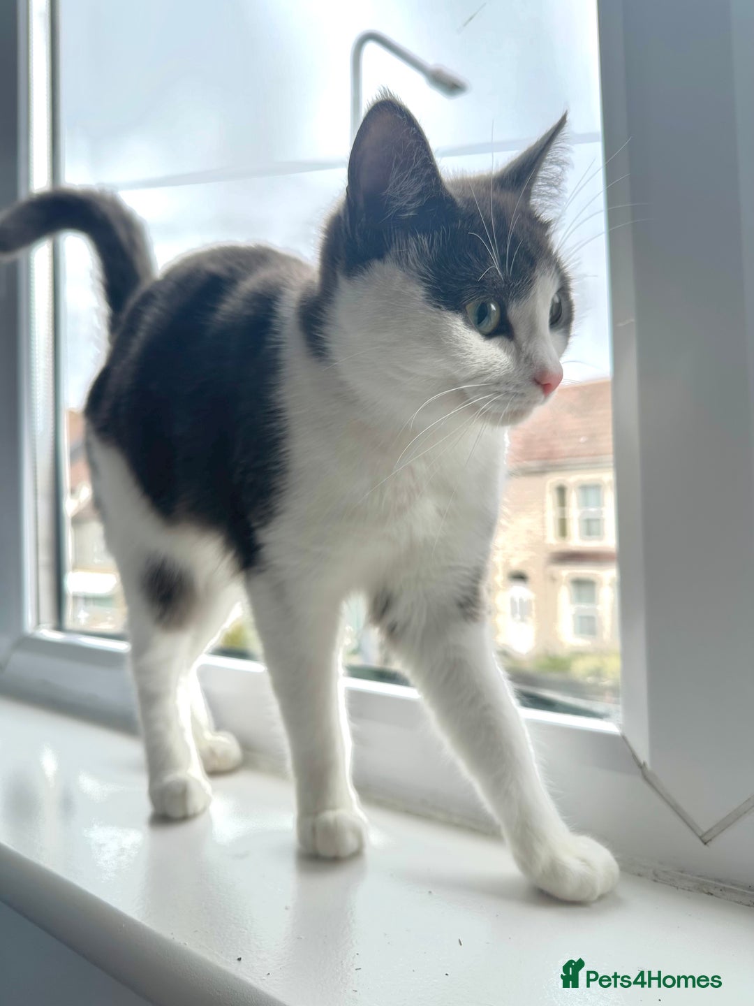 Mixed Breed cats for sale: Lovely cats for rehoming - Image 5