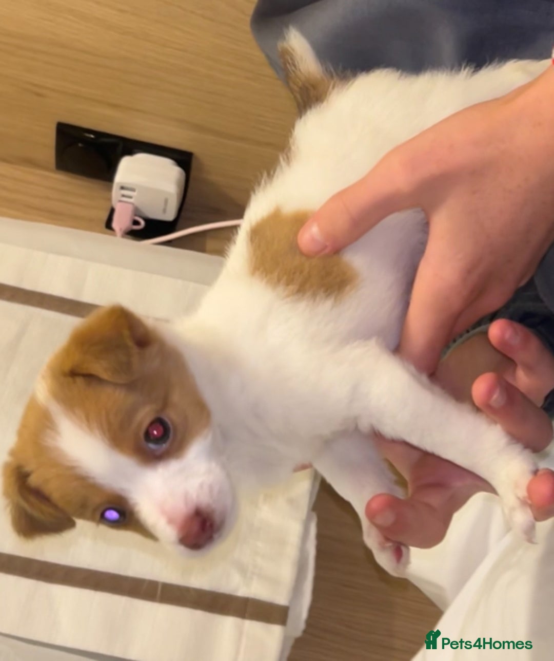 Jack Russell dogs for sale: miniature jack russel puppy🐶🐾 - Advert 1