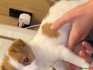 Jack Russell dogs miniature jack russel puppy🐶🐾 - Advert 9