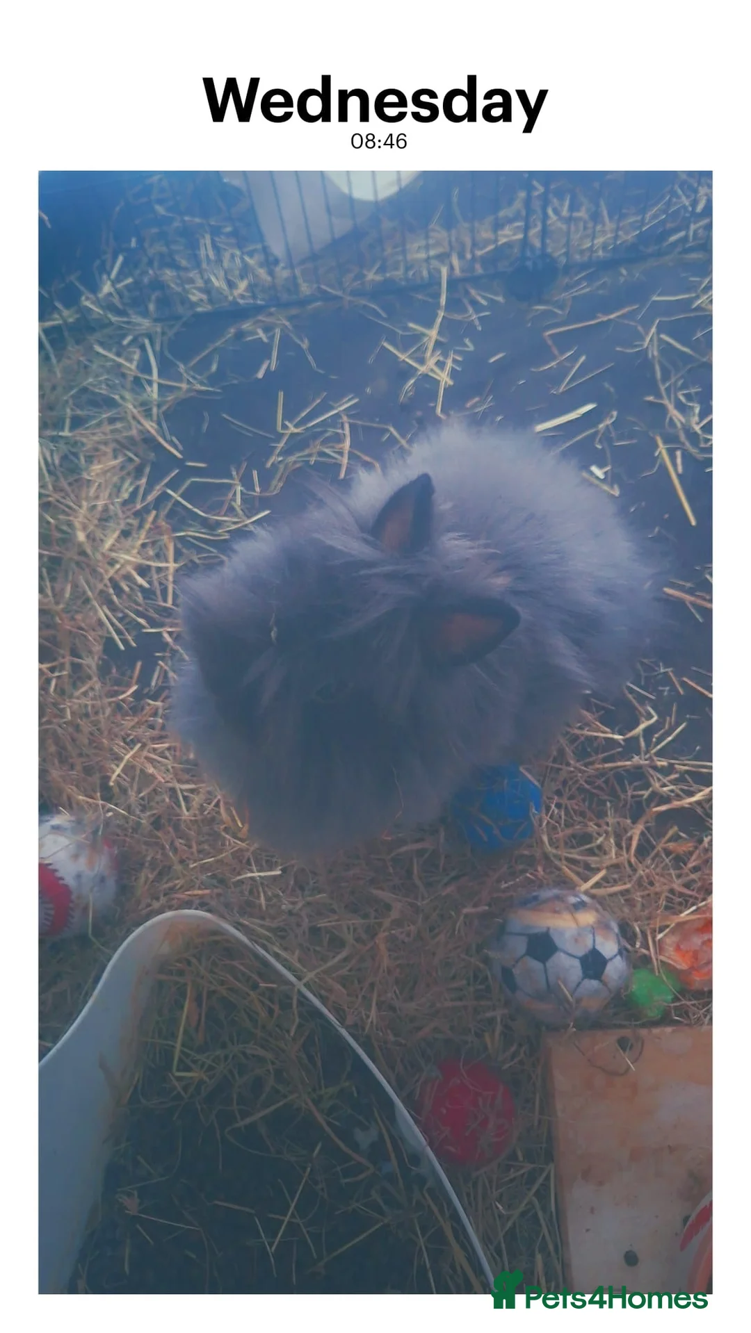 Angora rabbits for sale: Teddy Dwerg Pair - Advert 6