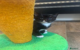 American Shorthair cats for sale: American short haired cross Norwegian forest cat - Image 7