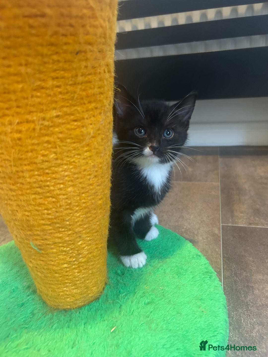 American Shorthair cats for sale: American short haired cross Norwegian forest cat - Image 7