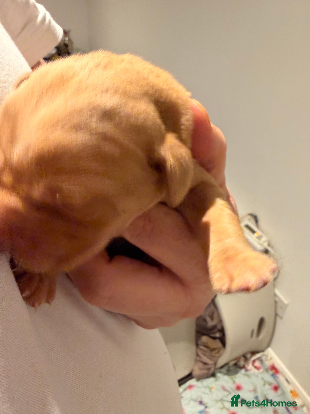 Labrador Retriever dogs for sale: Lab puppies - Advert 6