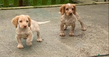 Cocker Spaniel dogs - Advert 1