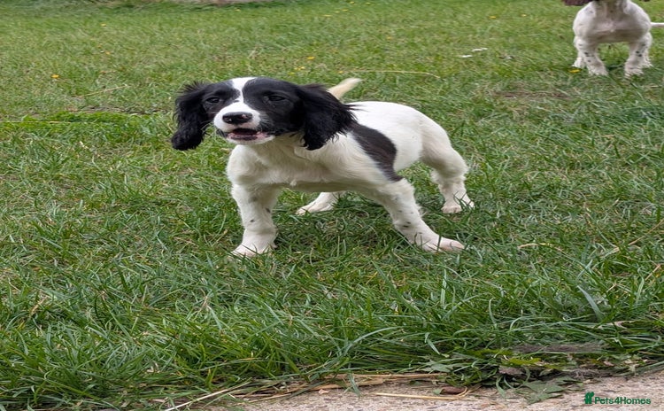 English Springer Spaniel dogs - Advert 10