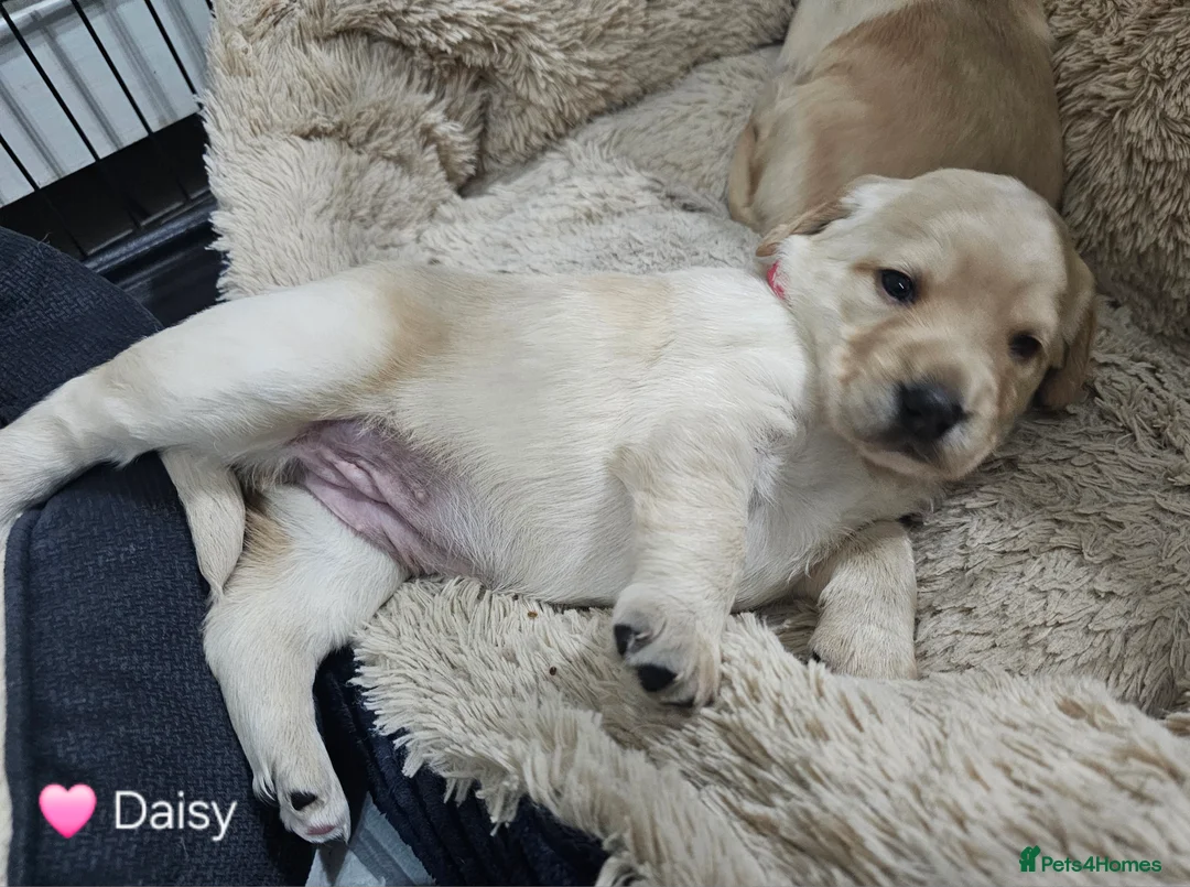 Cockerdor dogs for sale: The most loving Cockerdor/Spanador - Advert 19