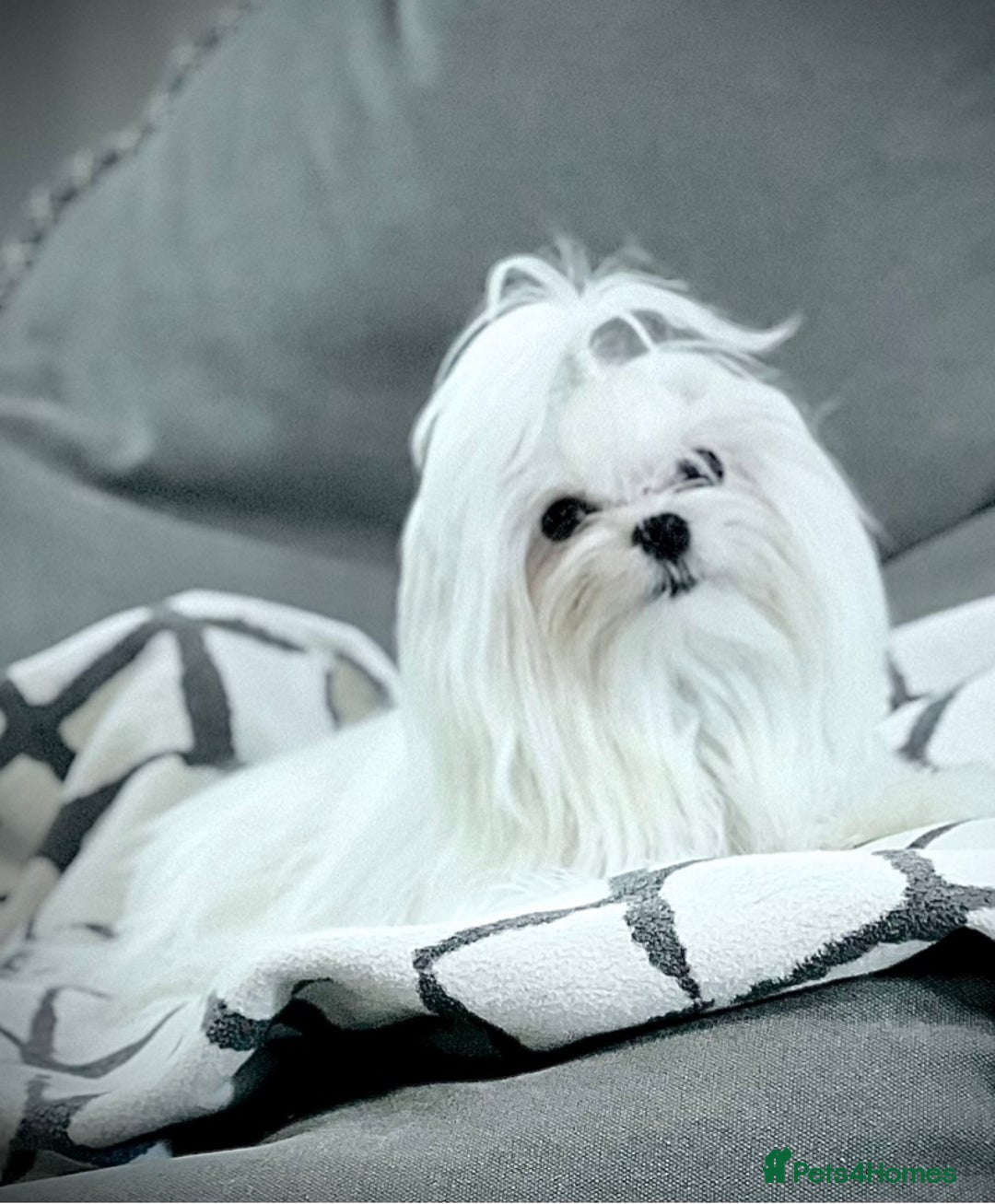 Maltese dogs for sale: Beautiful Korean Maltese puppies - Advert 3