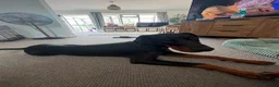 Dobermann dogs for sale: 9 month old Doberman  in Chichester - Advert 3