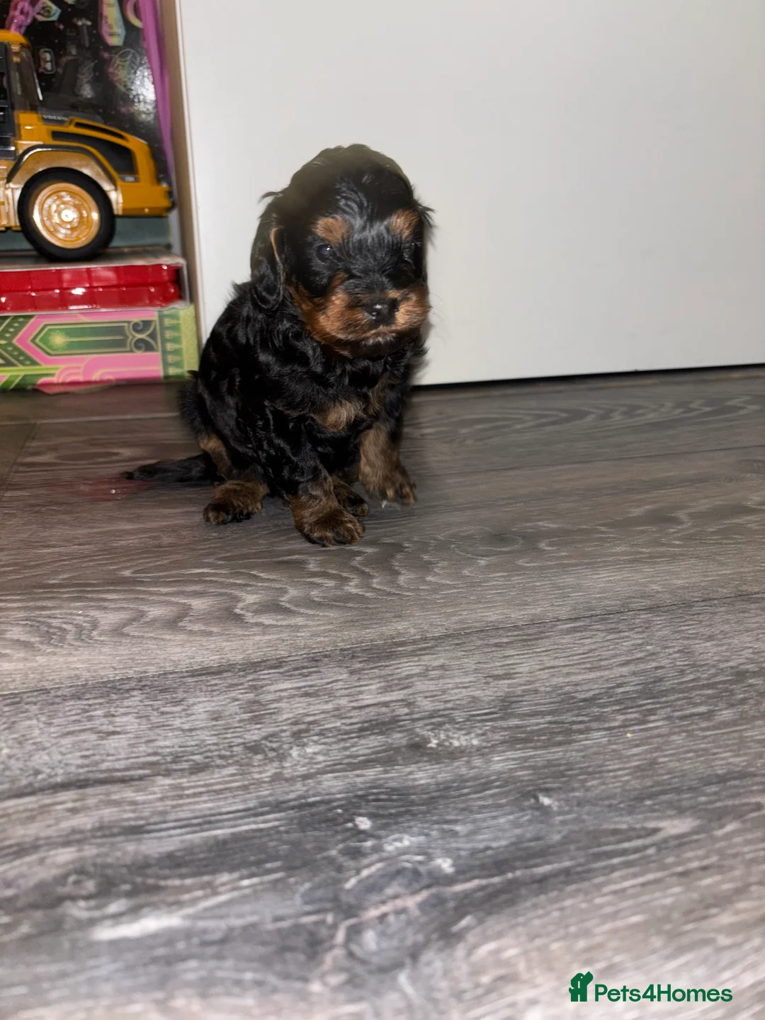 Cockapoo dogs for sale: Cockapoo dog for sale  - Advert 7