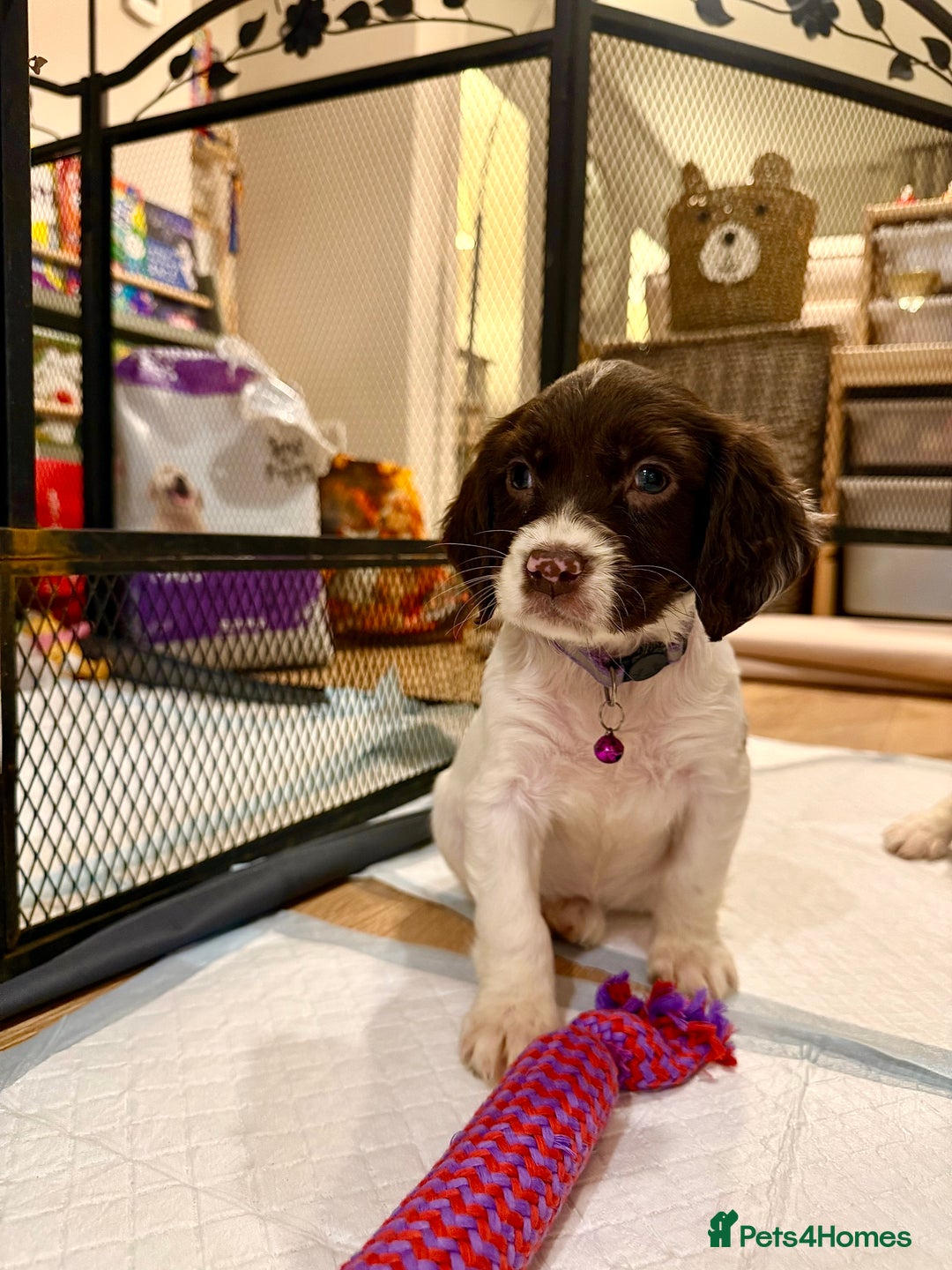 Cocker Spaniel dogs for sale: Cocker spaniel puppies ready for forever home - Advert 3