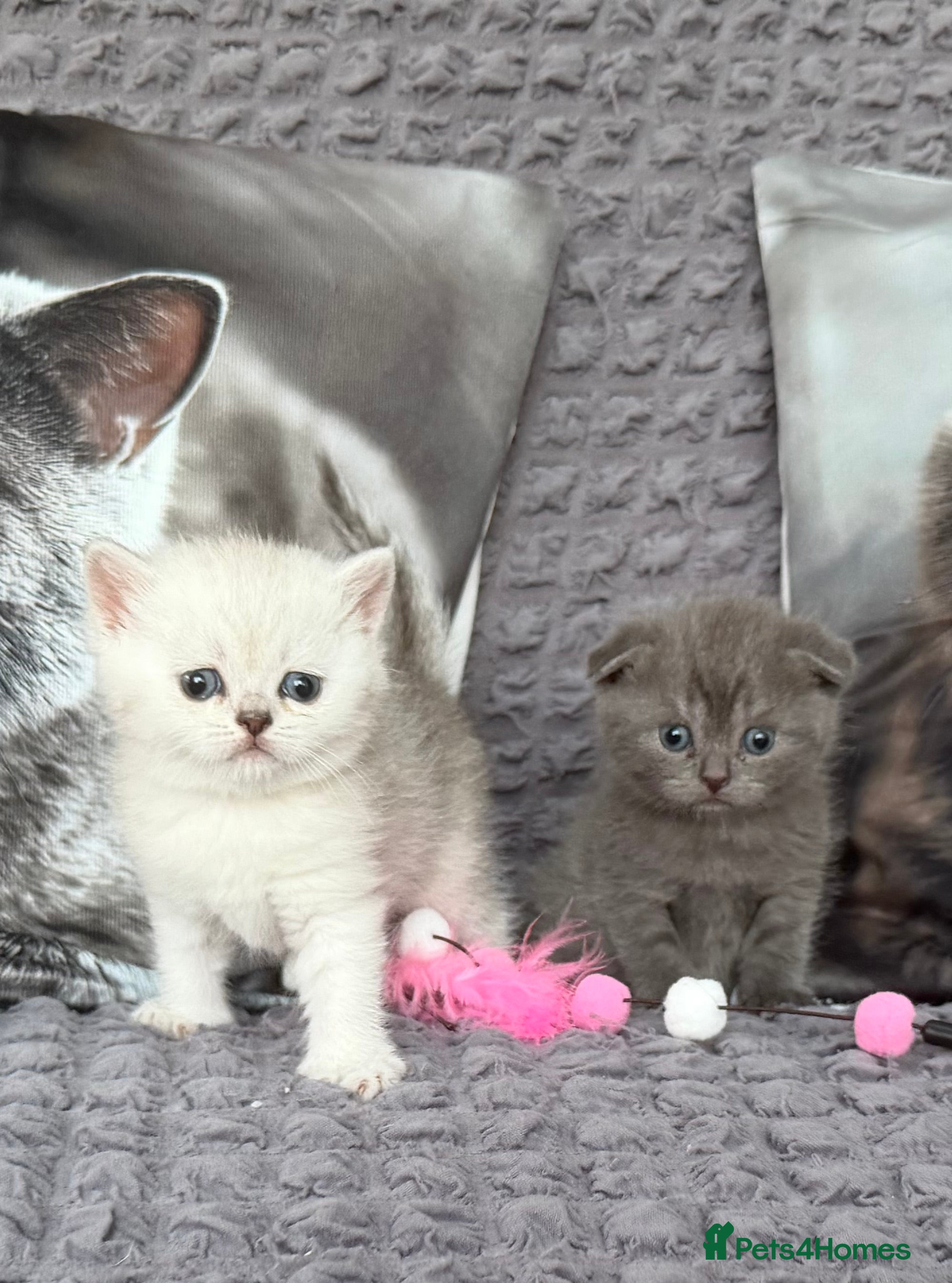 Scottish Fold cats Discount available ❤️Lovely scotish kittens💕💕💕 - Advert 2