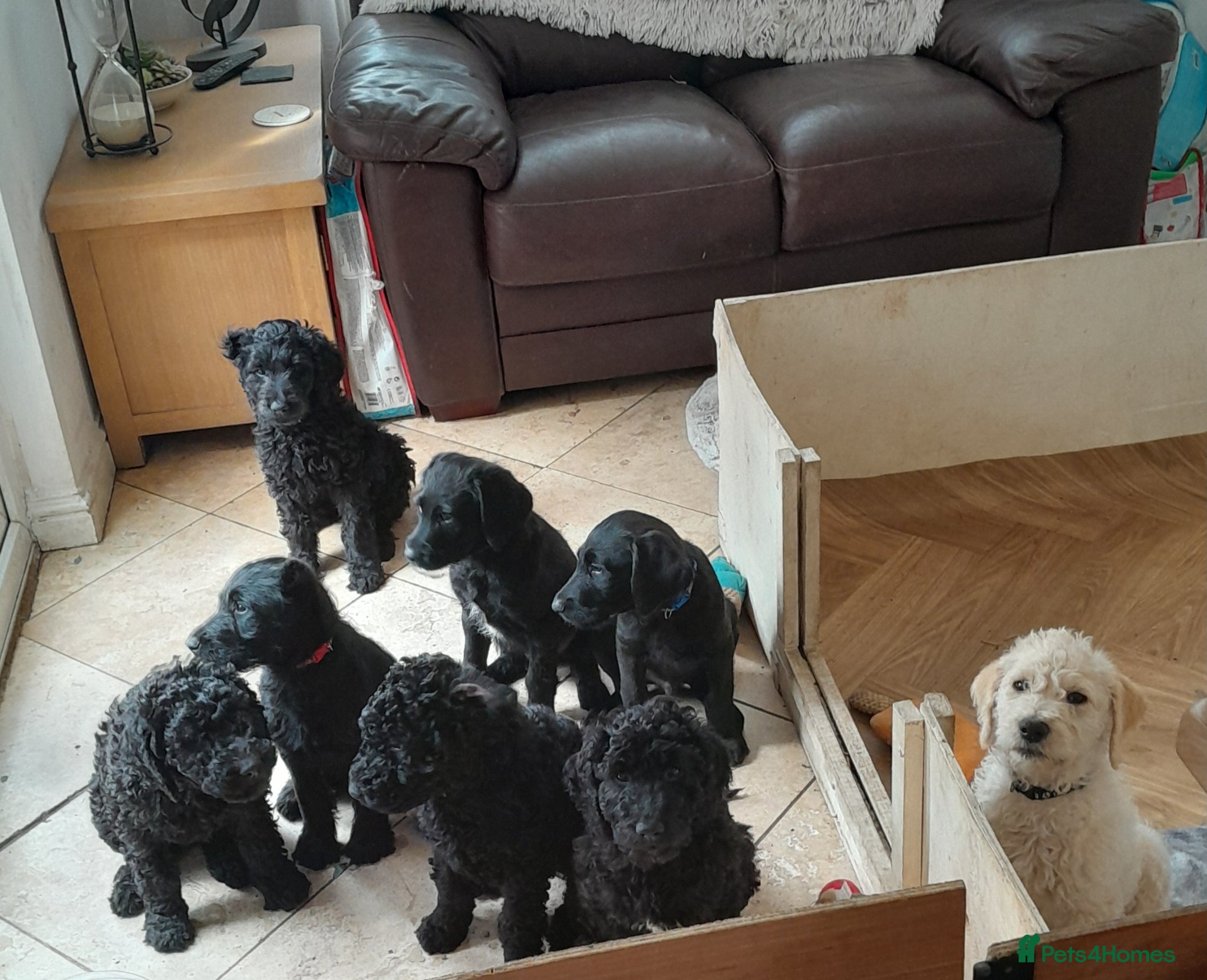 Goldendoodle dogs Goldendoodle puppies for sale - Advert 8