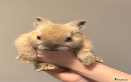 Mixed Breed rabbits for sale: Dwarf Lionhead X Polish Rabbit Kits (Indoor Mixed) - Image 5