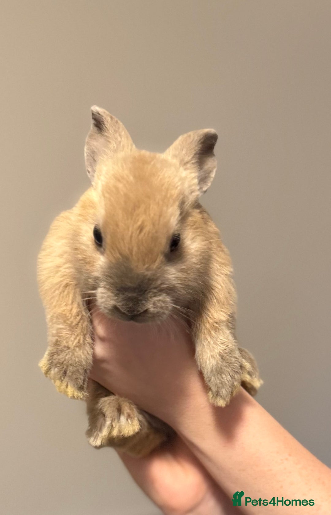 Mixed Breed rabbits for sale: Dwarf Lionhead X Polish Rabbit Kits (Indoor Mixed) - Image 5