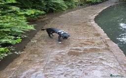 Mixed Breed dogs for sale: 7 month old collie cross pug - Image 2