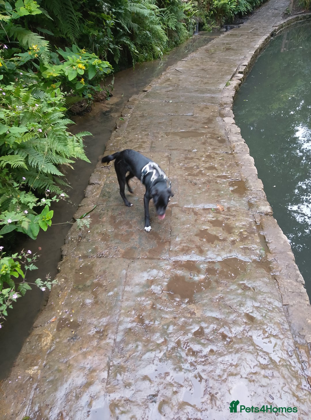 Mixed Breed dogs for sale: 7 month old collie cross pug - Image 2