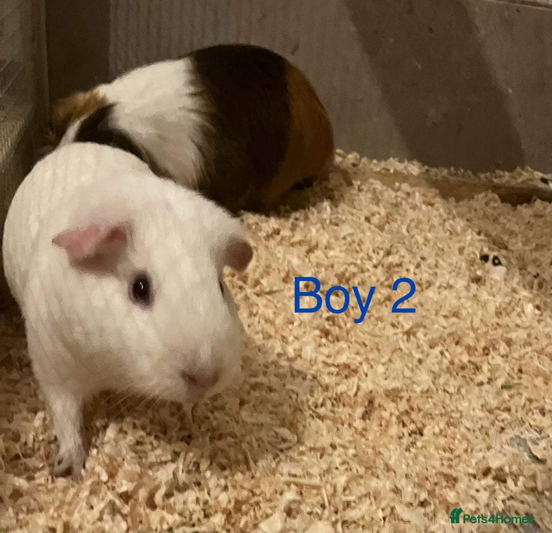Guinea Pig rodents for sale: 6 Guinea Pigs - Free - Advert 4