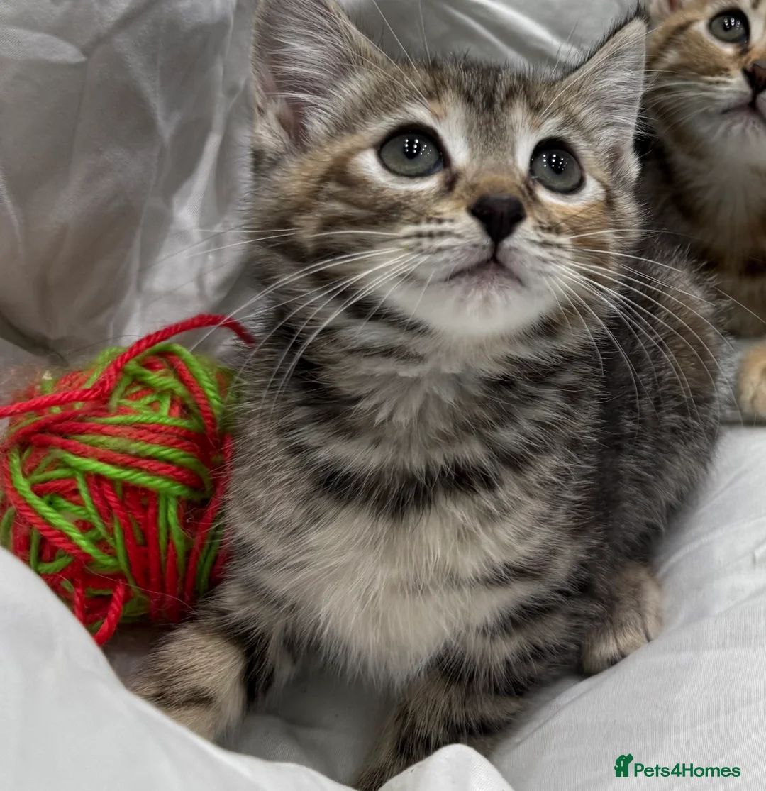 Mixed Breed cats for sale: cute tabby kittens - Advert 12