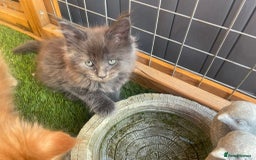 Maine Coon cats for sale: Big maine coon kittens  - Image 10