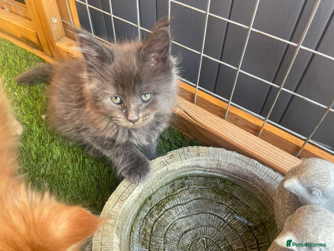 Maine Coon cats for sale: Big maine coon kittens  - Image 10