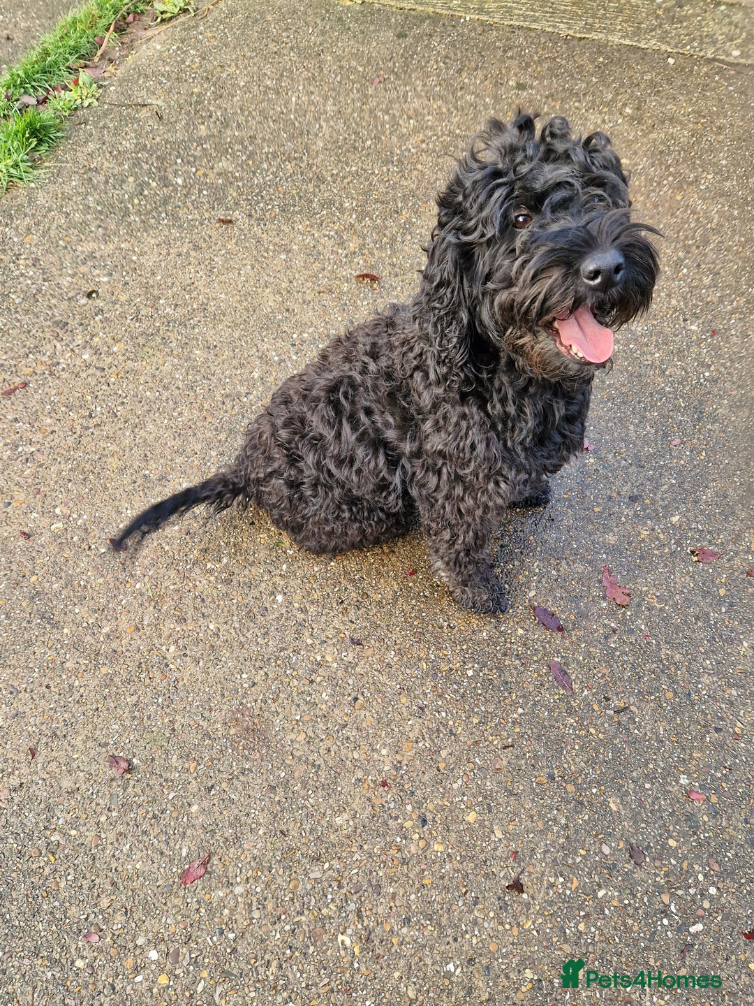 Cockapoo dogs for sale: COCKAPOO F1 EXTENSIVELY DNA HEALTH TESTED - Image 1