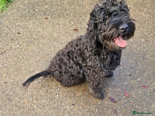 Cockapoo dogs - Advert 30