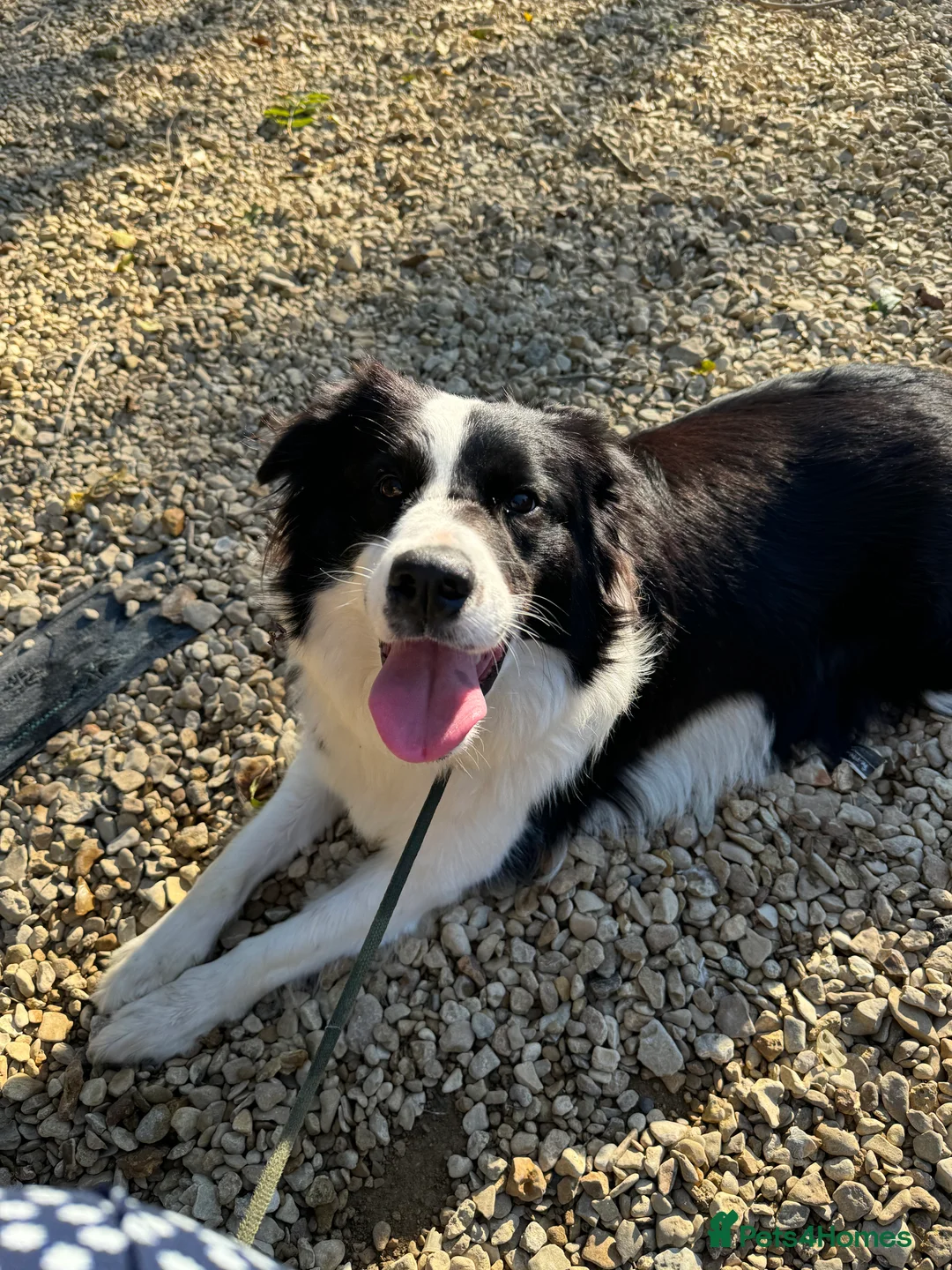 Border Collie dogs for sale: Border collie - Advert 7