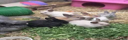 Mixed Breed rabbits for sale: Mum angora, dad lop - Advert 6
