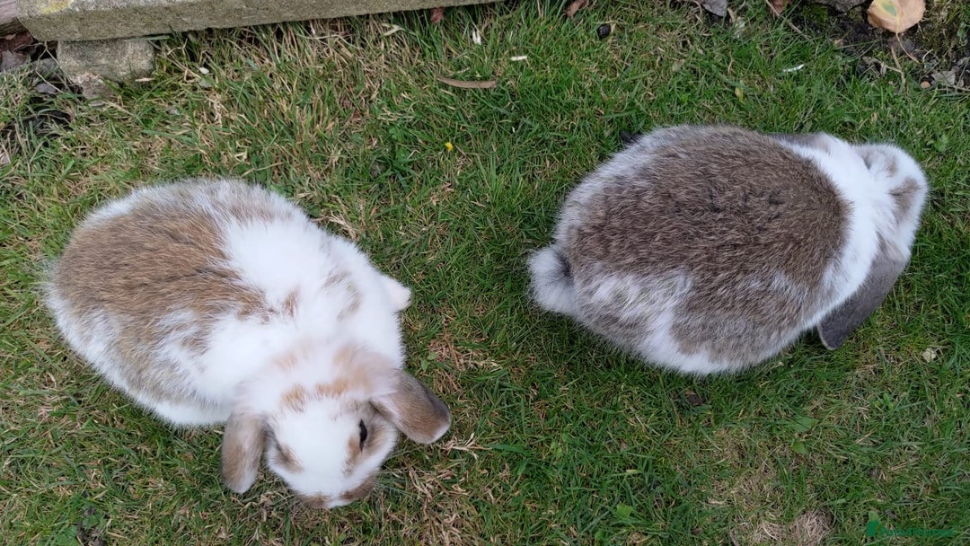 Mini Lop rabbits for sale: Gorgeous Mini lop babies looking for new homes - Image 30